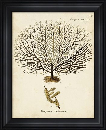 Framed Esper Sea Fans VI Print