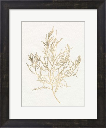 Framed Gilded Algae III Print