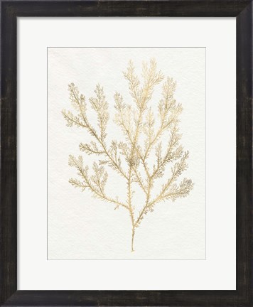 Framed Gilded Algae VI Print