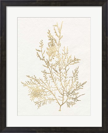 Framed Gilded Algae VIII Print
