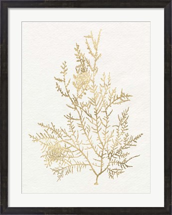 Framed Gilded Algae VIII Print
