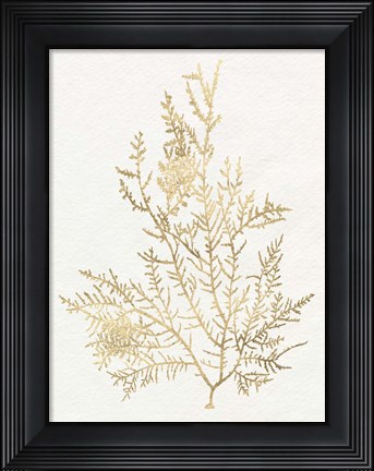 Framed Gilded Algae VIII Print