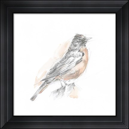 Framed Robin Bird Sketch I Print