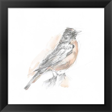 Framed Robin Bird Sketch I Print