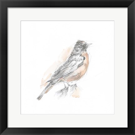 Framed Robin Bird Sketch I Print