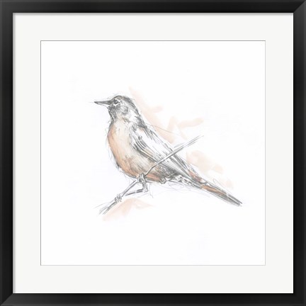 Framed Robin Bird Sketch II Print