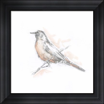 Framed Robin Bird Sketch II Print