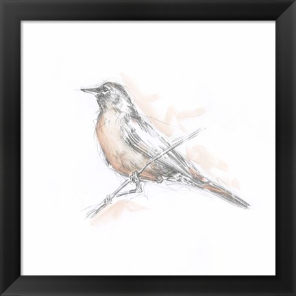 Framed Robin Bird Sketch II Print