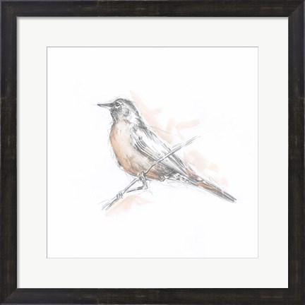 Framed Robin Bird Sketch II Print