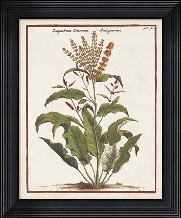 Framed Munting Botanicals I Print