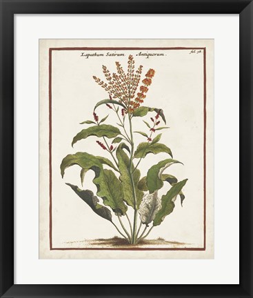 Framed Munting Botanicals I Print