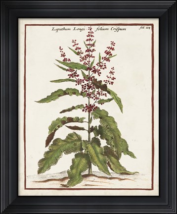 Framed Munting Botanicals II Print