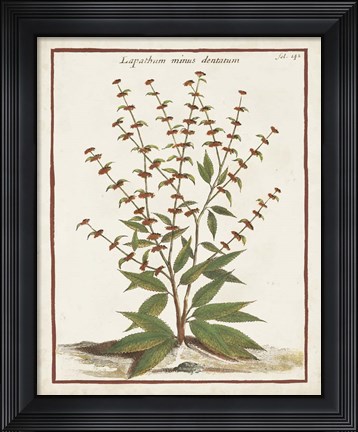 Framed Munting Botanicals III Print