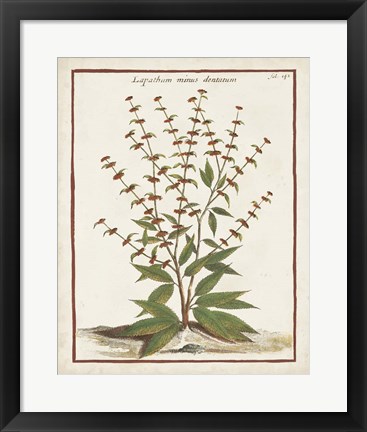 Framed Munting Botanicals III Print