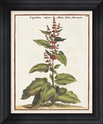 Framed Munting Botanicals IV Print