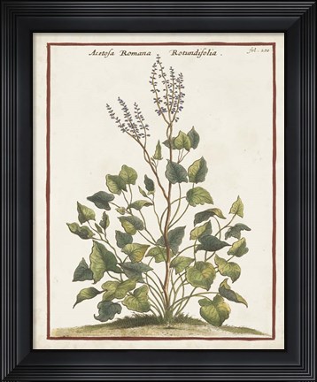 Framed Munting Botanicals V Print