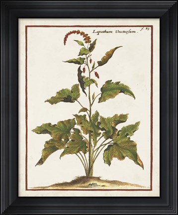 Framed Munting Botanicals VI Print