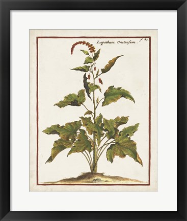 Framed Munting Botanicals VI Print