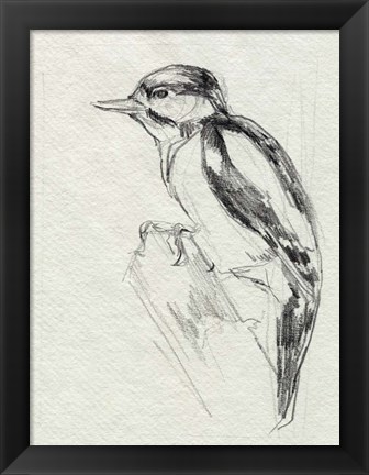 Framed Woodpecker Sketch I Print