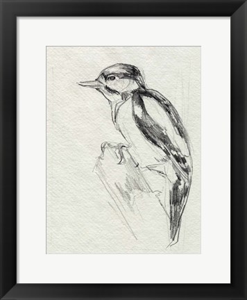 Framed Woodpecker Sketch I Print