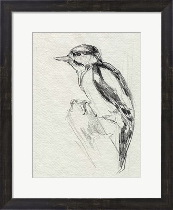 Framed Woodpecker Sketch I Print