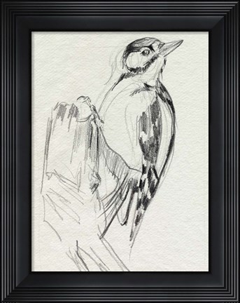 Framed Woodpecker Sketch II Print