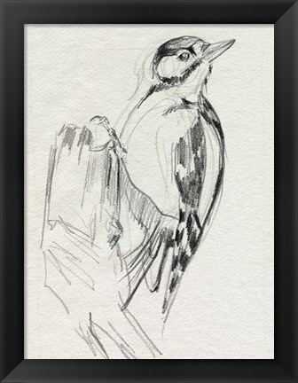 Framed Woodpecker Sketch II Print