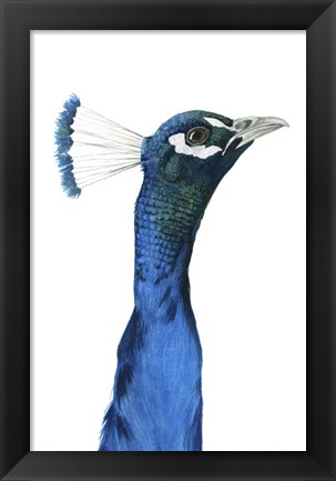 Framed Peacock Portrait I Print