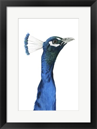 Framed Peacock Portrait I Print
