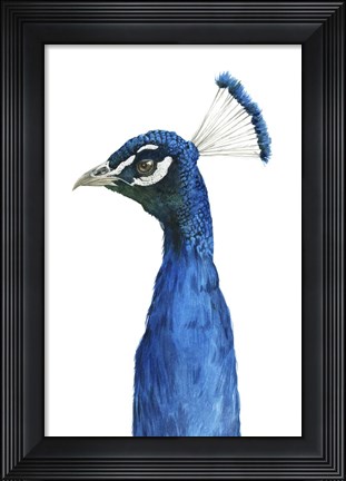 Framed Peacock Portrait II Print