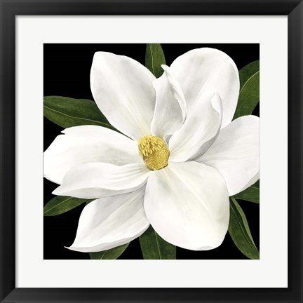 Framed Midnight Magnolia II Print