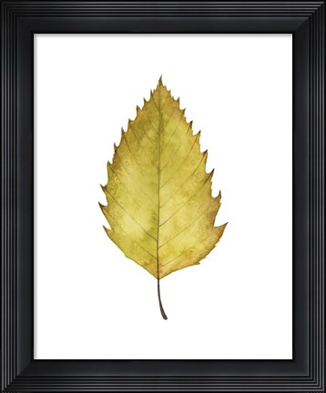 Framed Fall Leaf Study I Print