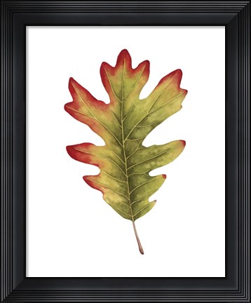 Framed Fall Leaf Study II Print