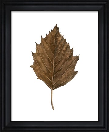 Framed Fall Leaf Study III Print