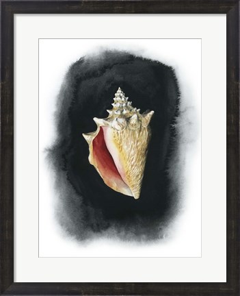 Framed Conch on Black I Print