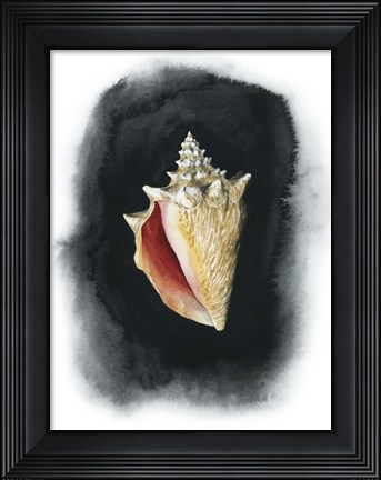 Framed Conch on Black I Print