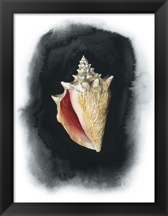 Framed Conch on Black I Print