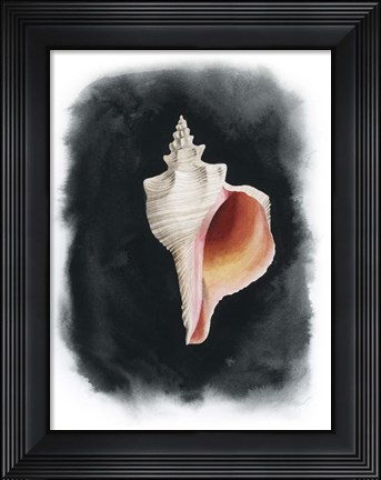 Framed Conch on Black II Print