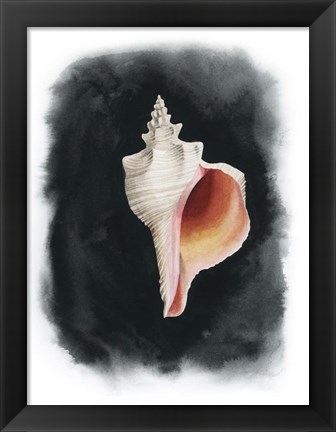 Framed Conch on Black II Print