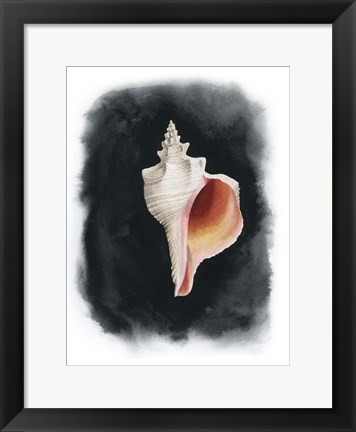 Framed Conch on Black II Print