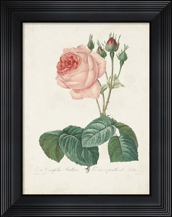 Framed Vintage Redoute Roses I Print