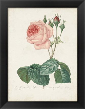 Framed Vintage Redoute Roses I Print