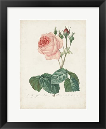 Framed Vintage Redoute Roses I Print