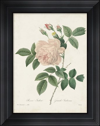 Framed Vintage Redoute Roses II Print