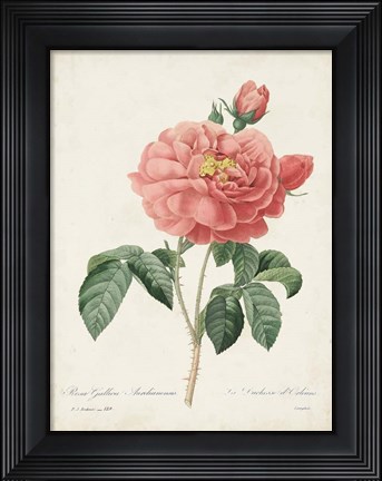 Framed Vintage Redoute Roses III Print