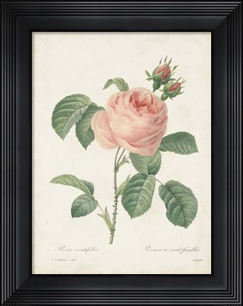 Framed Vintage Redoute Roses IV Print