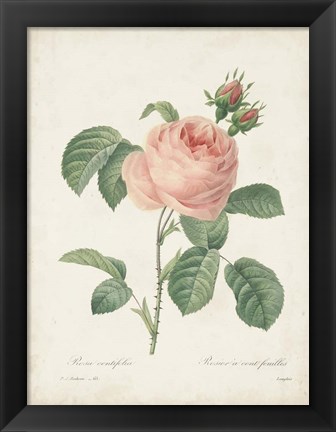 Framed Vintage Redoute Roses IV Print