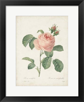 Framed Vintage Redoute Roses IV Print