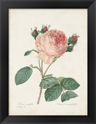 Framed Vintage Redoute Roses V Print