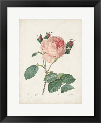 Framed Vintage Redoute Roses V Print